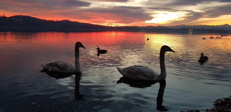 Lago di Varese 